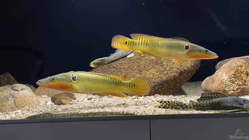 Crenicichla Zebrina von Thomas S-H (1)