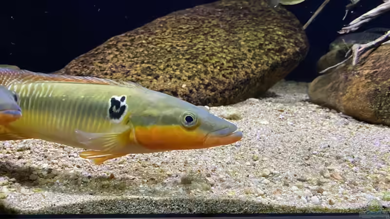 Crenicichla Zebrina von Thomas S-H (26)