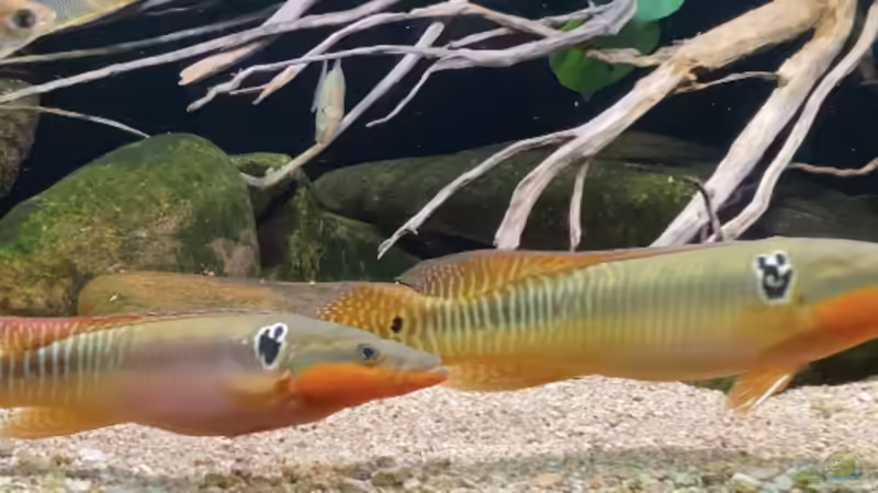 Crenicichla Zebrina von Thomas S-H (27)