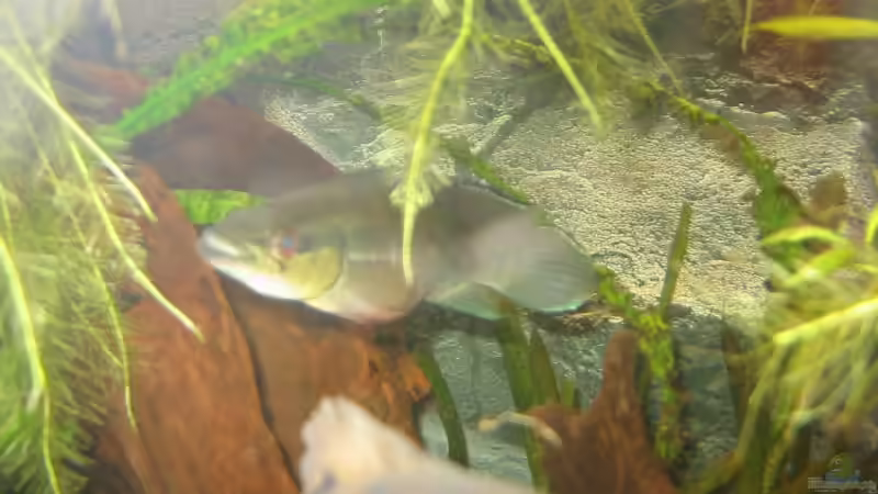 Einrichtungsbeispiele Crenicichla