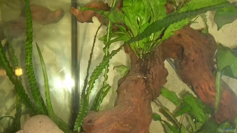 Crinum, Javafarn und ganz klein ne Vallisneria von Exotist (18)