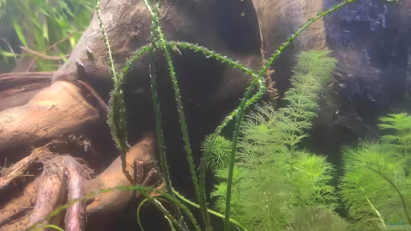 Crinum calamistratum (stammt eig. aus Afrika) von Max Wolf (5)