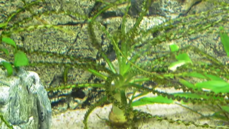 Crinum calamistratum von Alexander Uschkoreit (6)