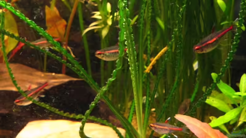 Crinum calamistratum von André Martin (7)