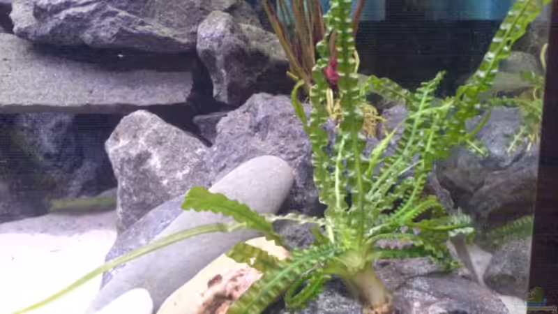 Crinum calamistratum von Andreas Odenweller (9)