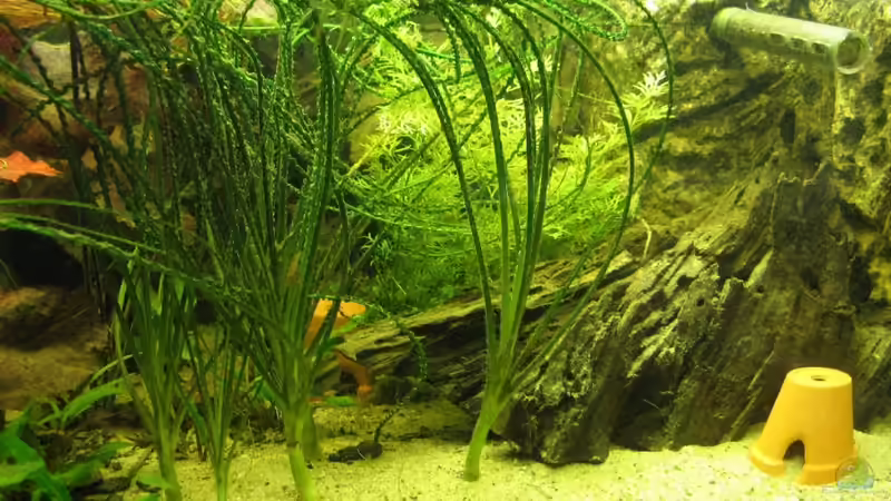 Crinum calamistratum von Frank Muth (2)