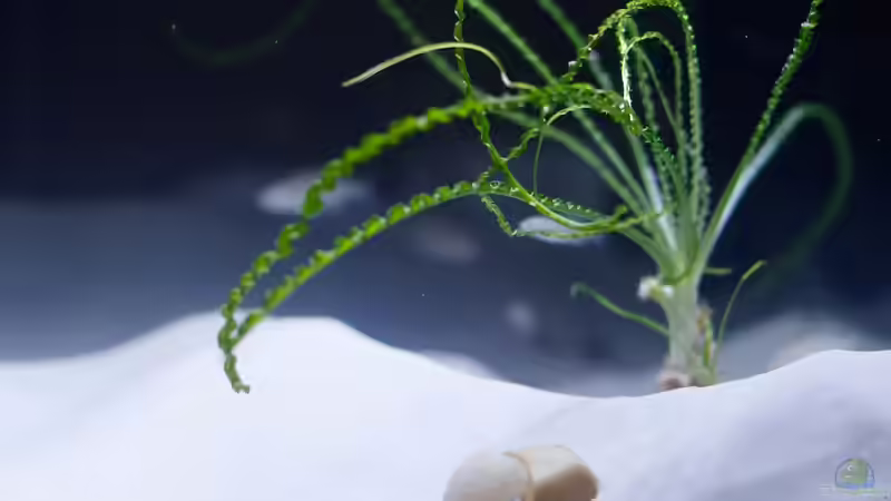 Crinum calamistratum von Jim (8)