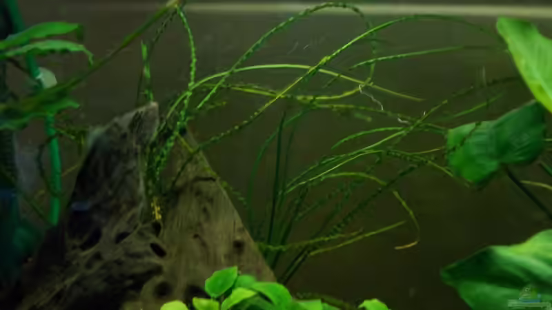 Crinum calamistratum von Koehler (20)