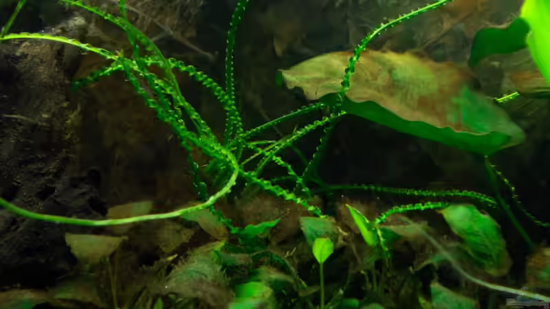 Crinum calamistratum von Koehler (28)