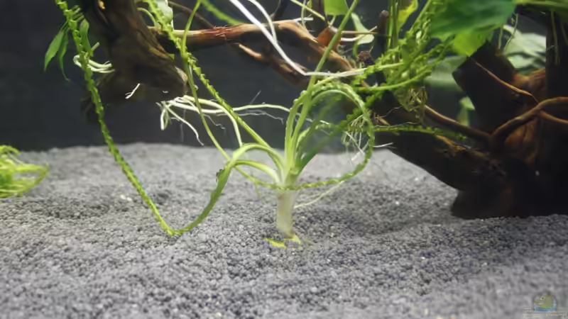 Crinum calamistratum von nola46 (21)