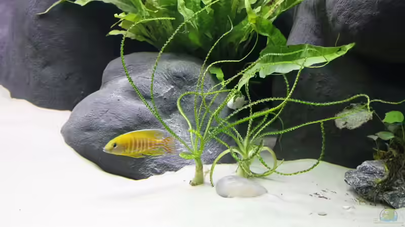 Crinum calamistratum von Vision112 (7)