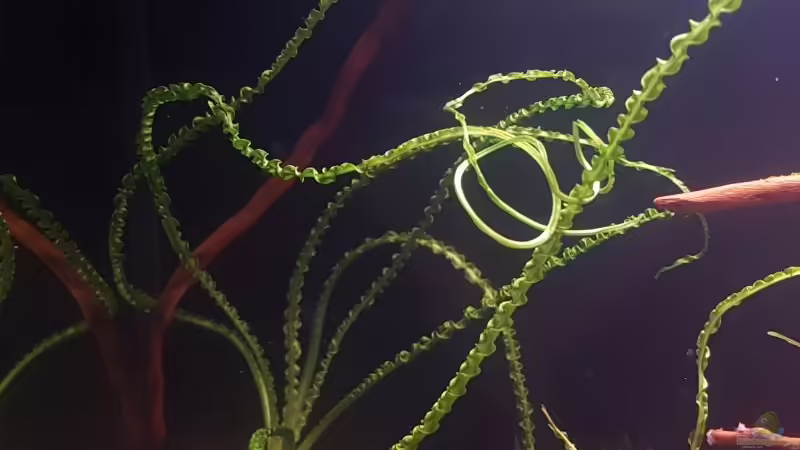 Crinum calamistratum von YoshiMaus (13)