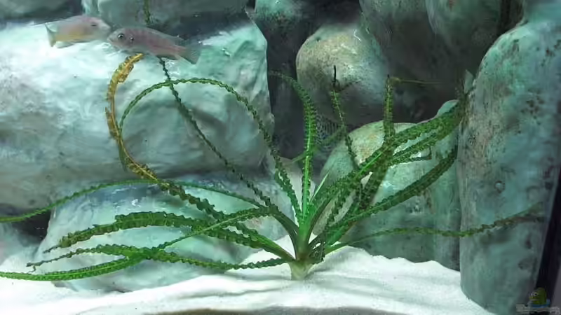 Crinum natan von Malawi TOM (13)