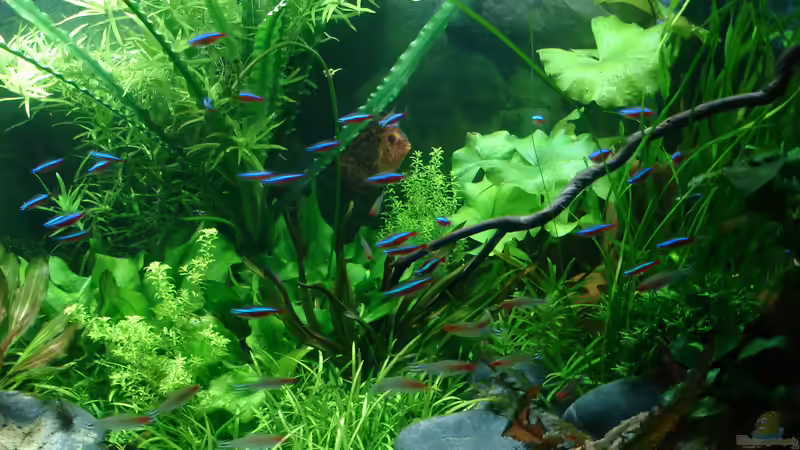 Crinum natans, grüner Lotus, Echinodorus habrich, Saggitaria repens von Grünhexe (42)