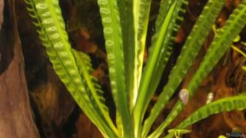 Crinum natans (9 Monate nach dem Einrichtungsfoto) von Marcus Blum (8)