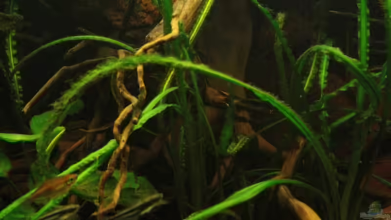 Crinum Natans die wunderbar in der Strömung liegen. von Bämbel (22)