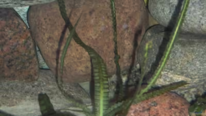 Crinum natans im Morgenlicht von Malawi TOM (24)