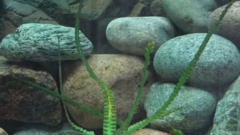 Crinum natans im Tageslicht von Malawi TOM (25)