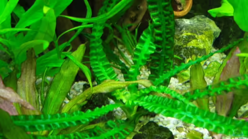 Crinum natans von Aquarienfreund44 (9)