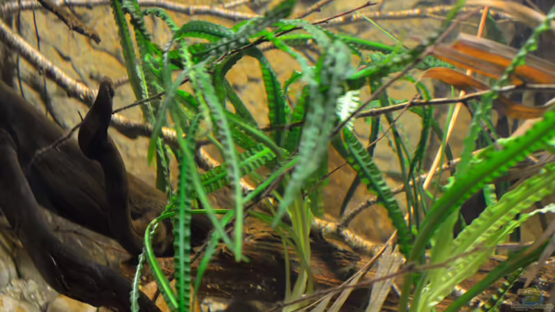 Crinum natans von Didi (20)