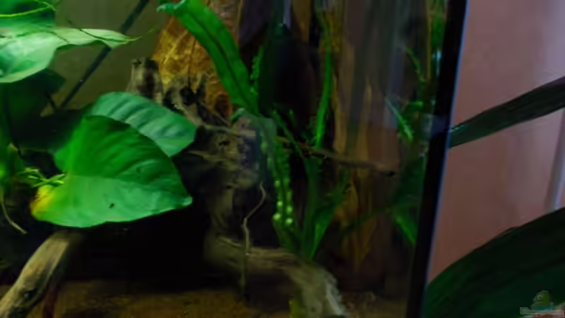 Crinum natans von Koehler (19)