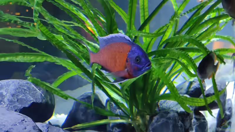 Crinum natans von LEDaquaristik.de (6)