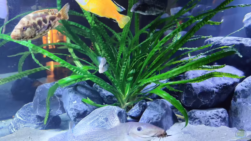 Crinum natans von LEDaquaristik.de (7)