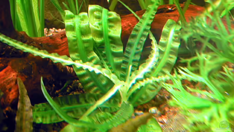 Crinum natans von Oliver Altorfer (7)