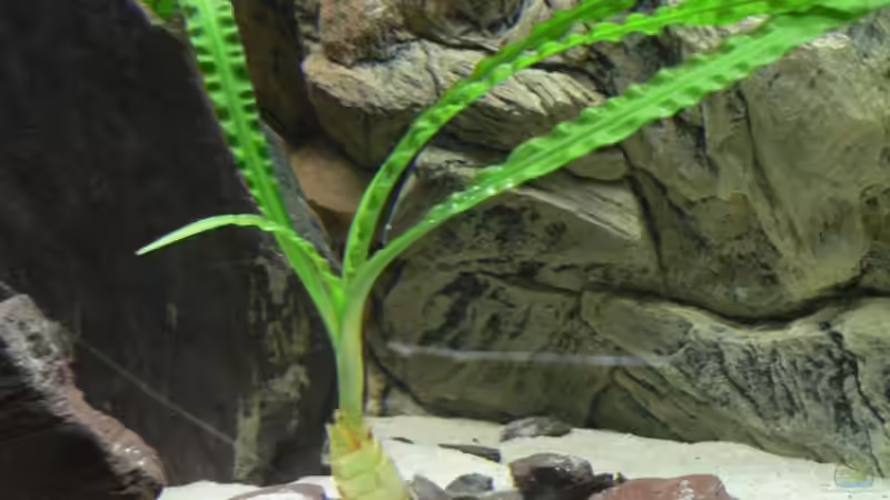 Crinum natans von Philip Richter (2)