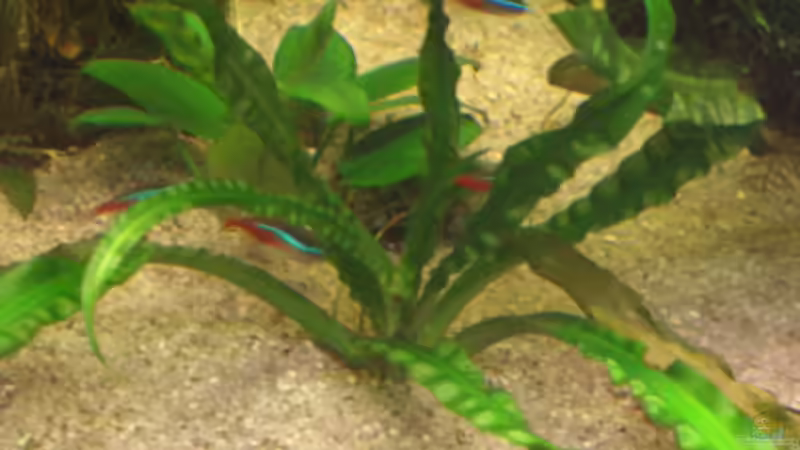 Crinum Natans von Robert Ellinger (7)