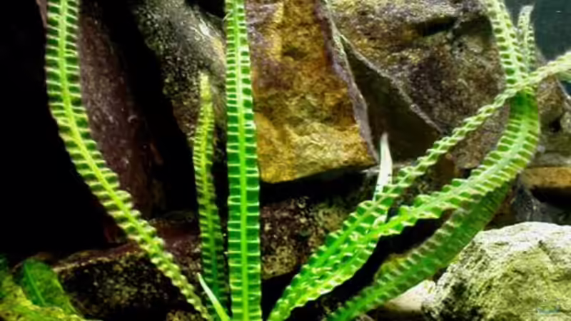 crinum natans von Schloe (4)