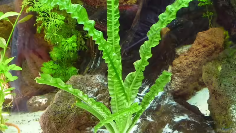 Crinum natans von schwiizerfisch93 (9)