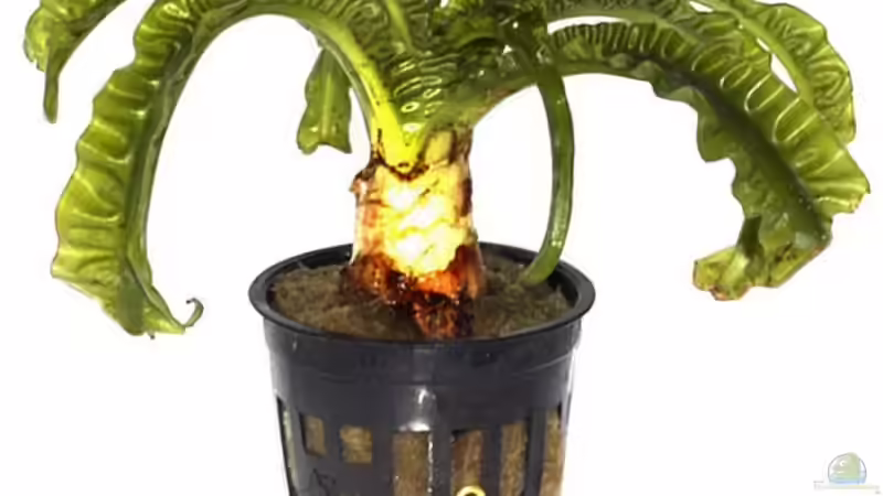 Crinum natans von Thomas u. Gabriele P. (27)