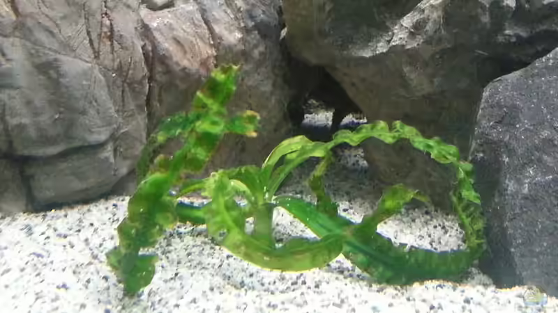 Crinum natans von Thomas u. Gabriele P. (28)