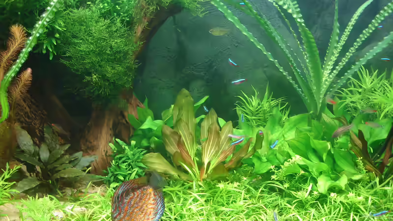 Crinum natans wurde ein Prachtexemplar von Grünhexe (60)