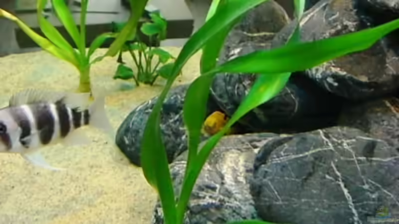 Crinum thaianum    Thailand Hakenlilie von Hermann Süss (6)