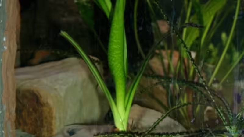 Crinum thaianum links von Mikey (8)