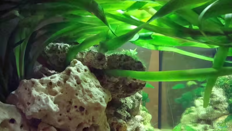 Crinum thaianum von Philipp Schneider (8)