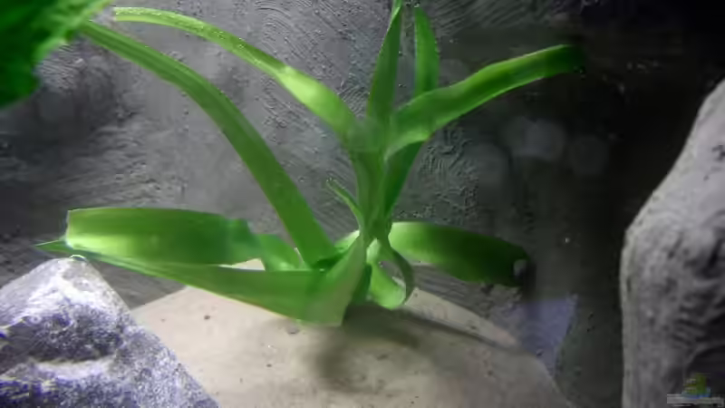 Crinum Thaianum von Sandro Di Giandomenico (5)