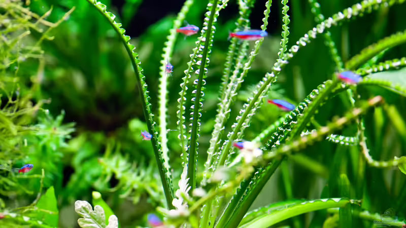 Crinum von propeller (8)
