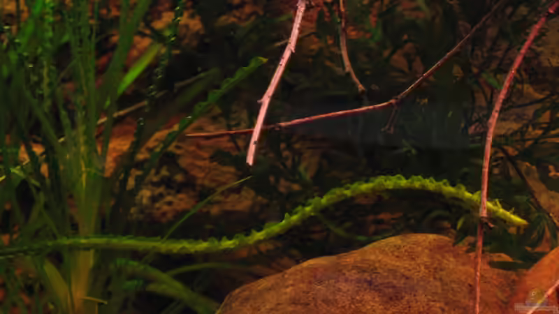 Crinum vorne, Kongofarn (dunkelgrün) rechts hinten von Alex S (22)