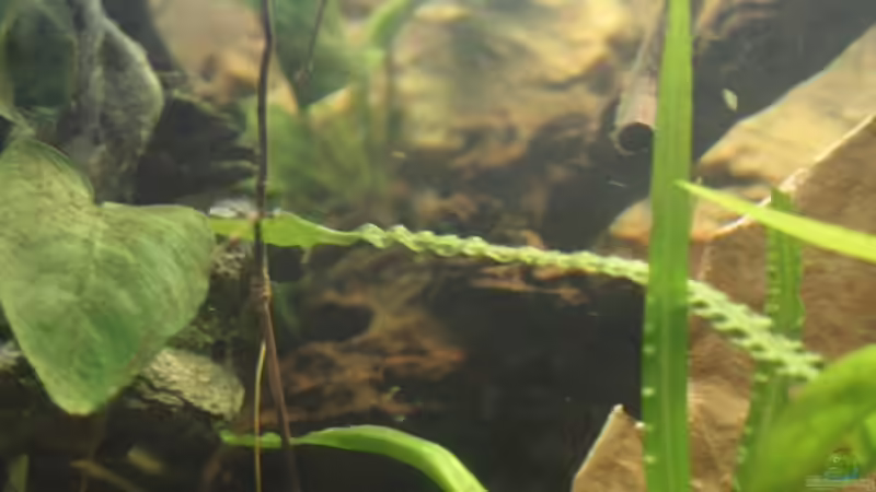 Crinums und Anubias ,die wenigen Pflanzen im Becken von Florian Bandhauer (30)