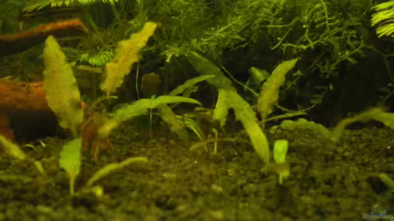 Croptocorine Wendtii von CPeters (4)