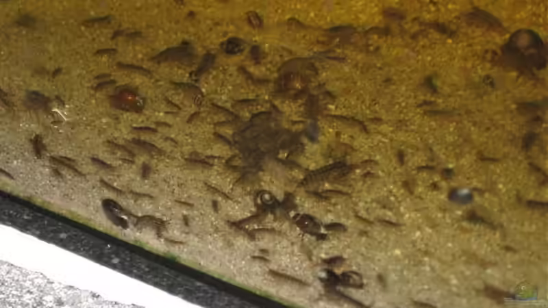 crosse Wasserasseln von Gerrit Buck (21)