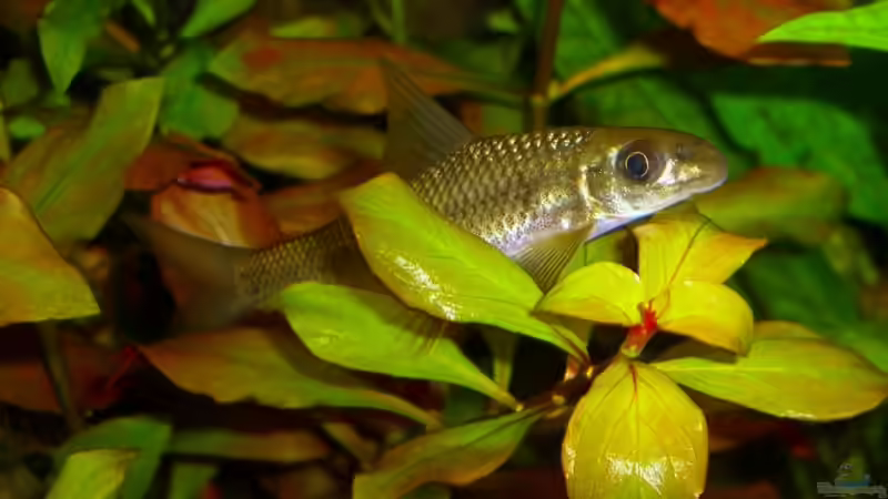 Aquarien mit Crossocheilus latius (Indischer Algenfresser)