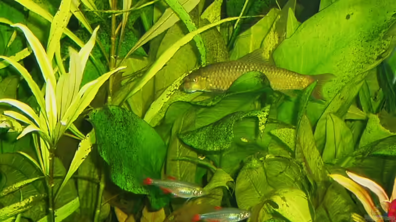 Aquarien mit Crossocheilus latius (Indischer Algenfresser)