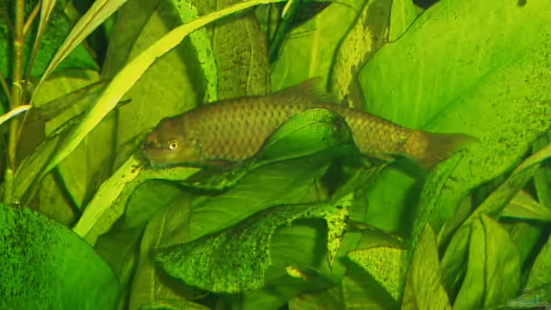 Aquarien mit Crossocheilus latius (Indischer Algenfresser)