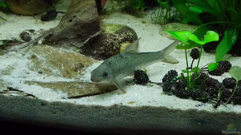 Aquarien mit Crossocheilus latius (Indischer Algenfresser)