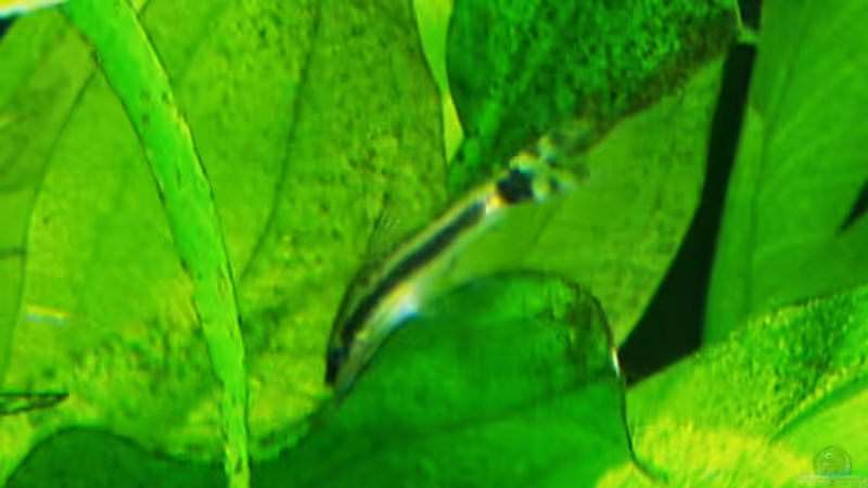 Aquarien mit Crossocheilus reticulatus (Netzpinselalgenfresser)