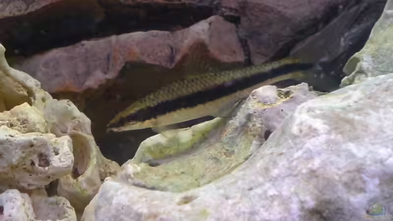 Crossocheilus siamensis - Siamesischer Rüsselbarbe von Alihsan Boeklers (12)